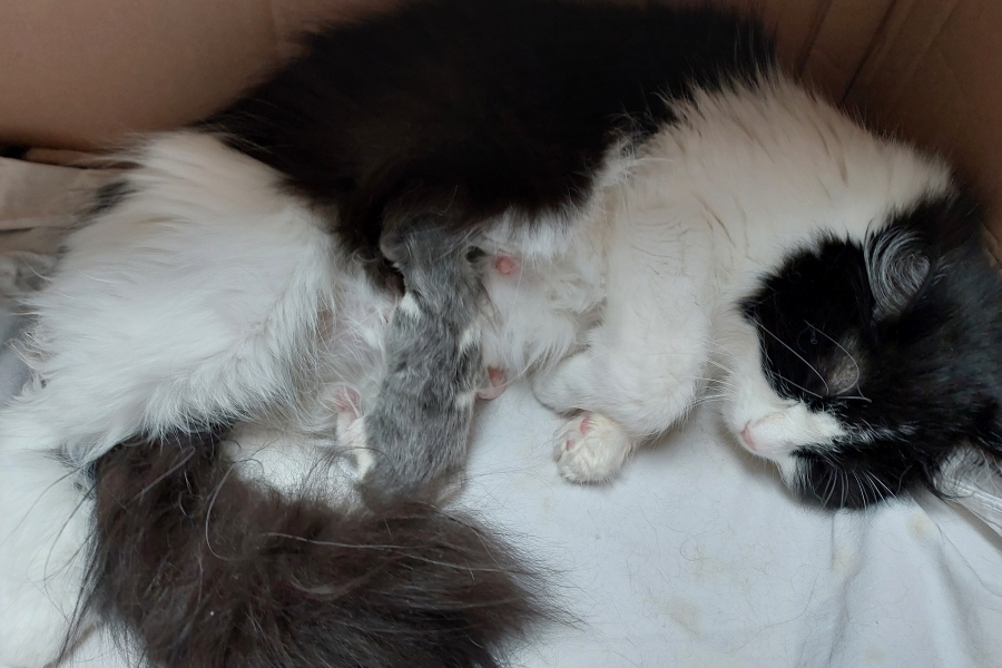 PINOT GRIGGIO Pure Posh*PL