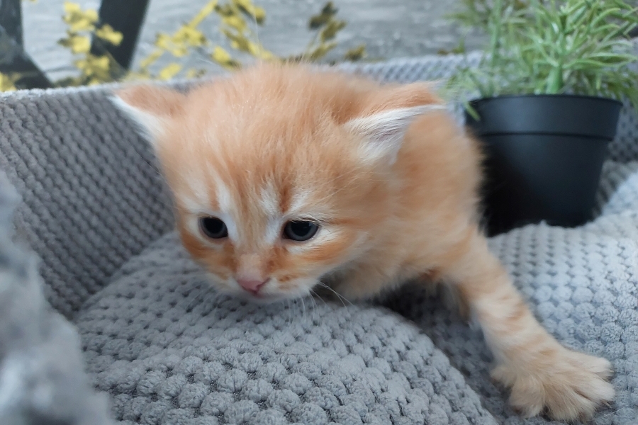 ORANGE SAFARI Pure Posh*PL