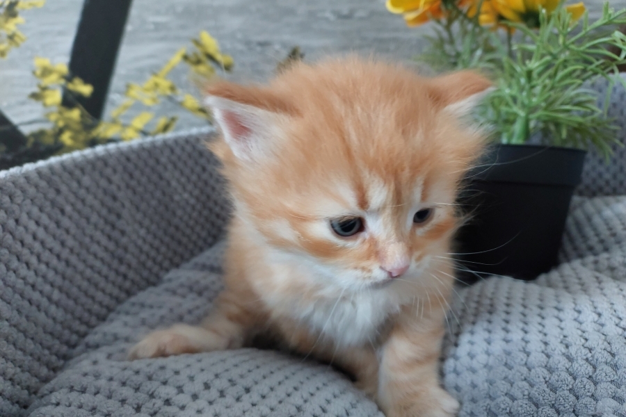 ORANGE SAFARI Pure Posh*PL