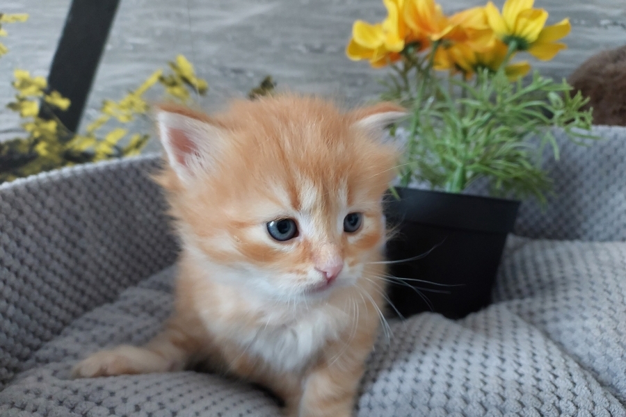 ORANGE SAFARI Pure Posh*PL