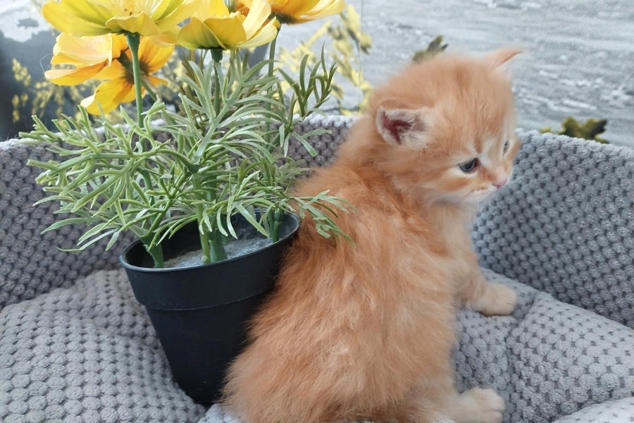 ORANGE SAFARI Pure Posh*PL