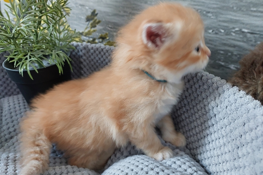 ORANGE SAFARI Pure Posh*PL