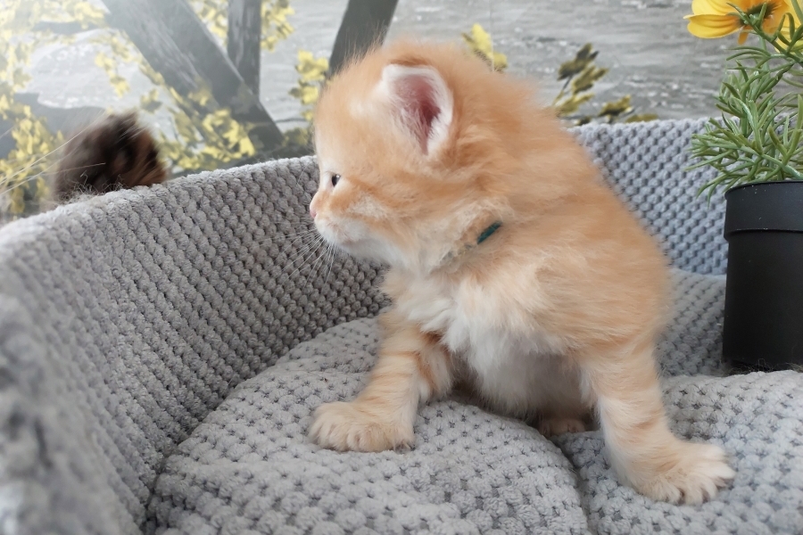 ORANGE SAFARI Pure Posh*PL