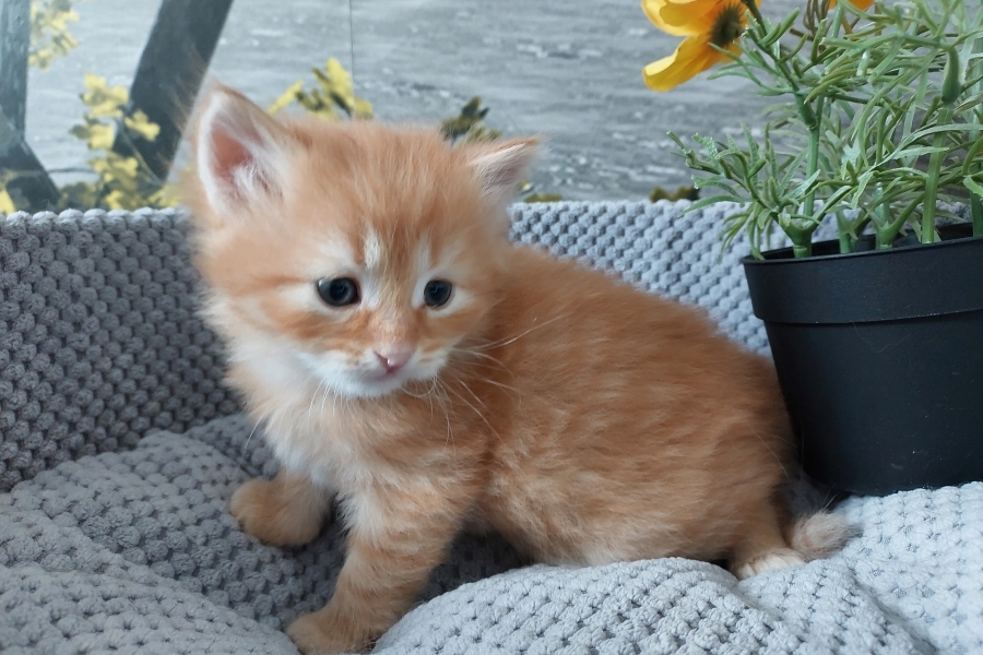 ORANGE BITTER Pure Posh*PL