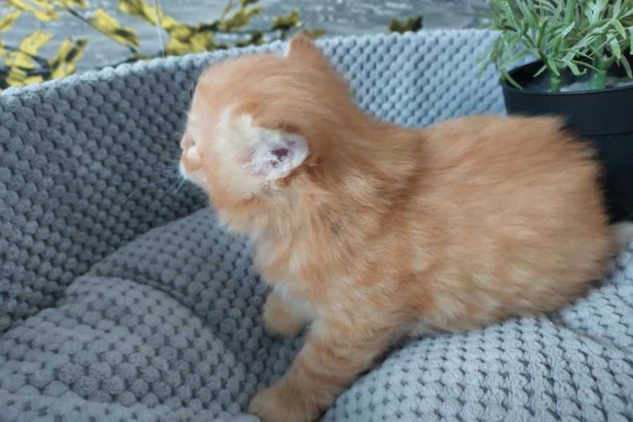 ORANGE BITTER Pure Posh*PL