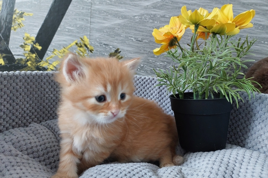 ORANGE BITTER Pure Posh*PL