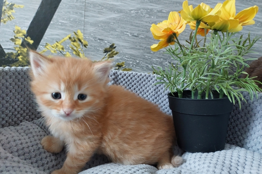 ORANGE BITTER Pure Posh*PL