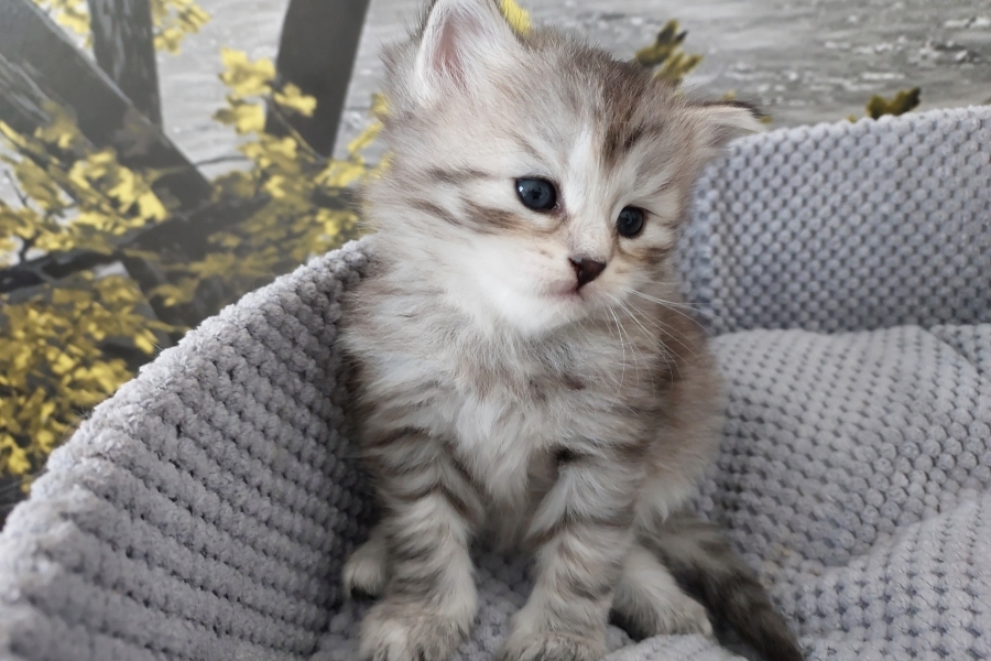 ORSYNIA Pure Posh*PL