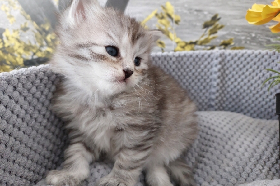 ORSYNIA Pure Posh*PL