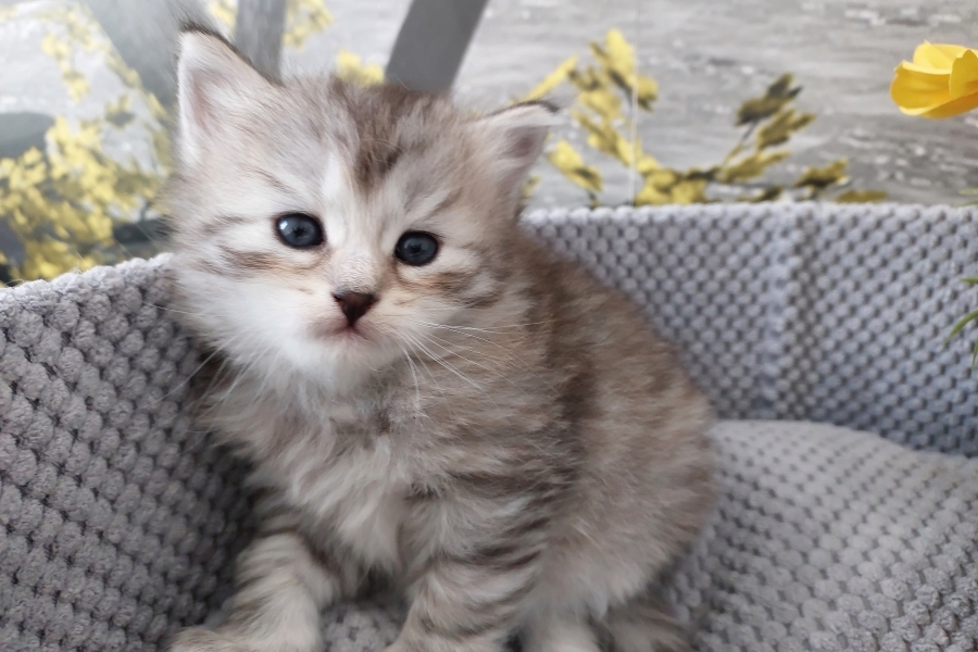 ORSYNIA Pure Posh*PL