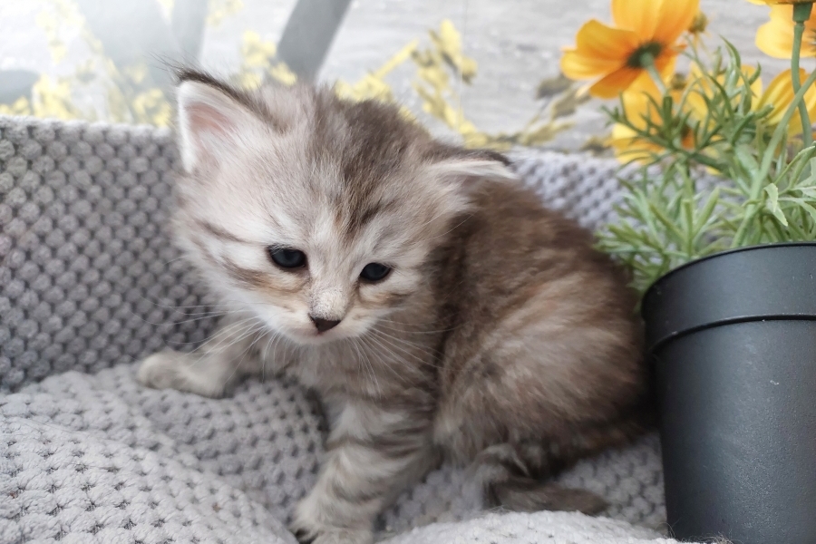 ORSYNIA Pure Posh*PL