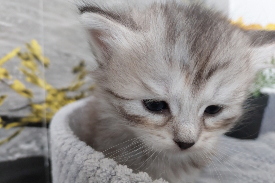 ORSYNIA Pure Posh*PL