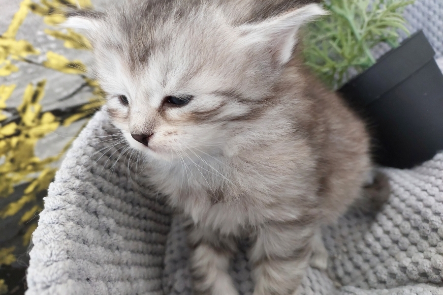 ORSYNIA Pure Posh*PL