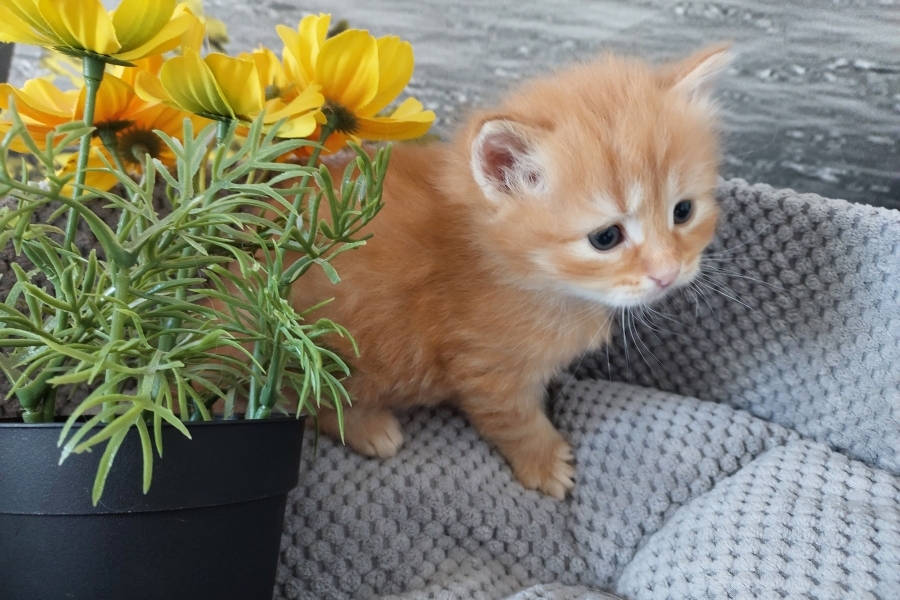 ORANGE SUMMIT Pure Posh*PL