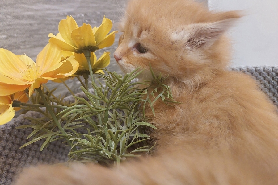 ORANGE SUMMIT Pure Posh*PL