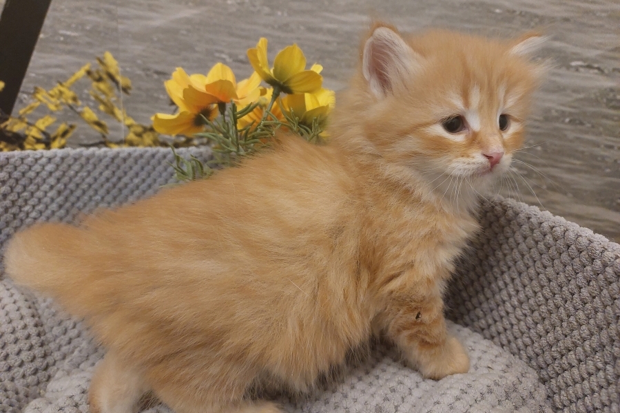 ORANGE SUMMIT Pure Posh*PL