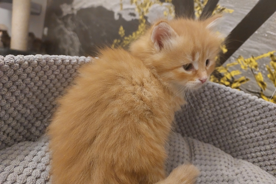 ORANGE SUMMIT Pure Posh*PL