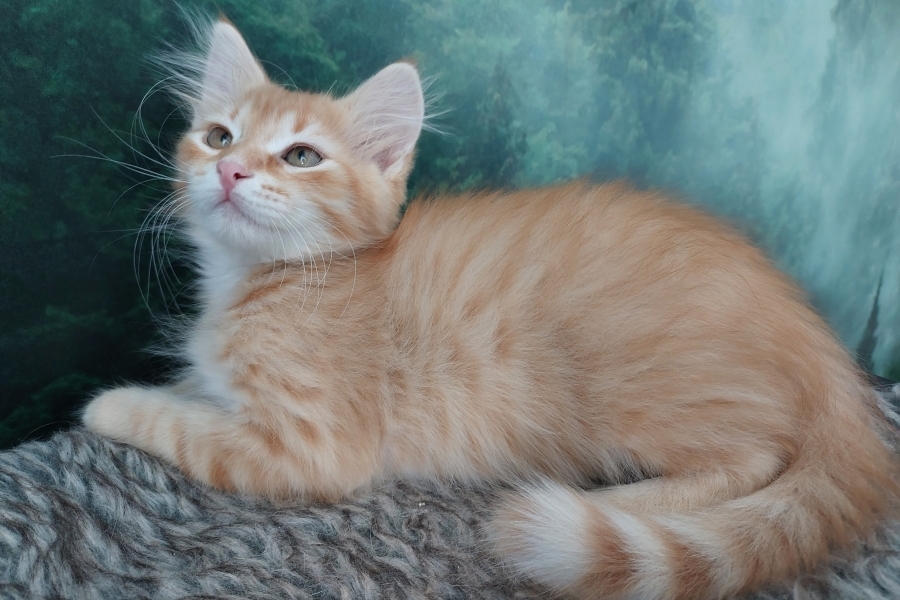 ORANGE SAFARI Pure Posh*PL