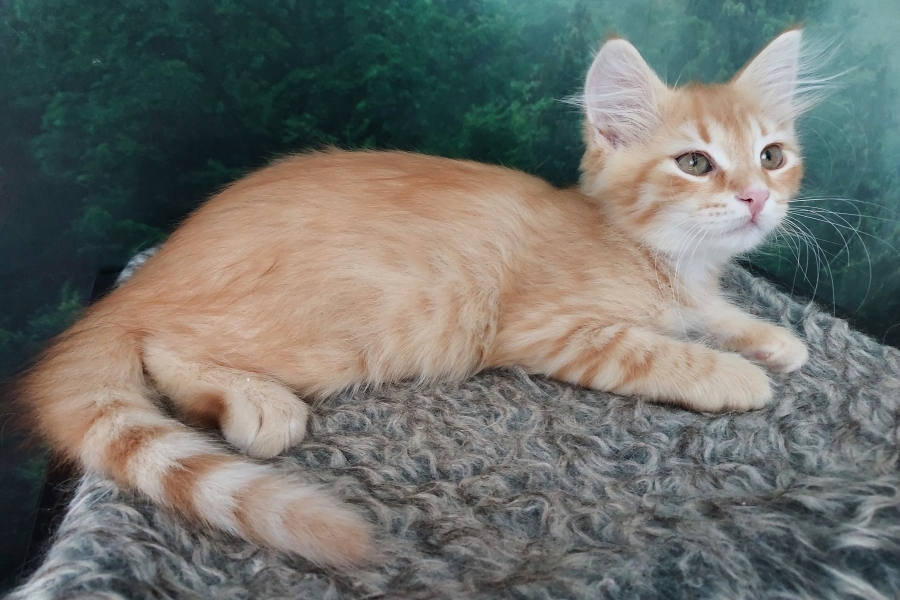 ORANGE SAFARI Pure Posh*PL