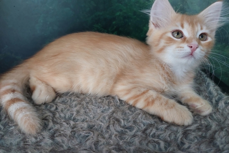 ORANGE SAFARI Pure Posh*PL