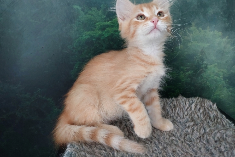 ORANGE SAFARI Pure Posh*PL