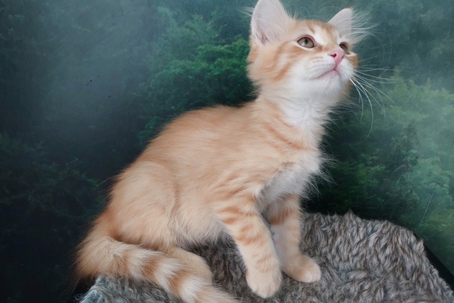 ORANGE SAFARI Pure Posh*PL