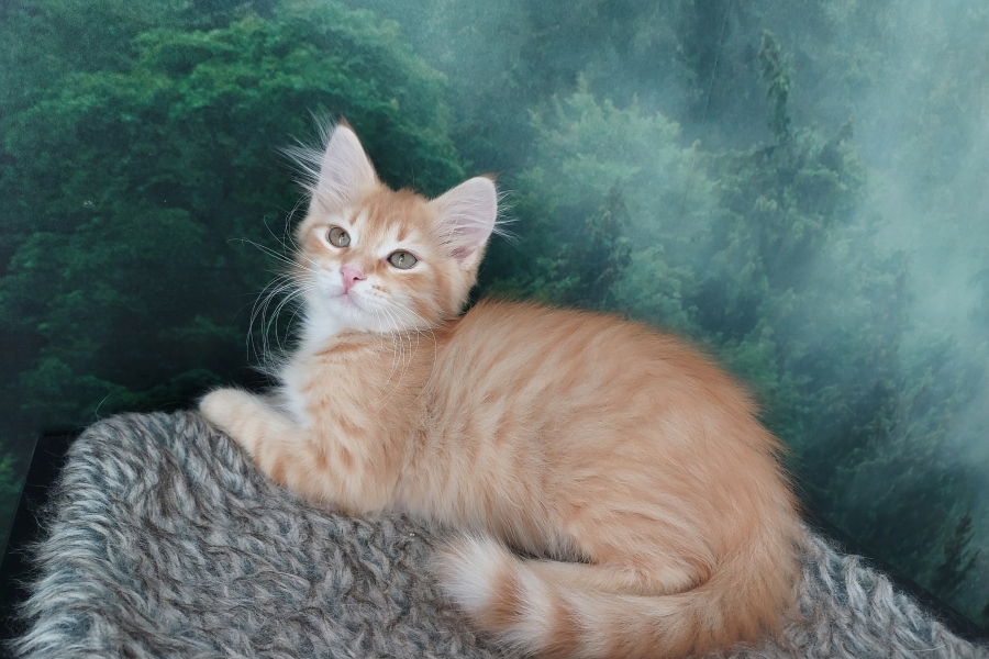 ORANGE SAFARI Pure Posh*PL