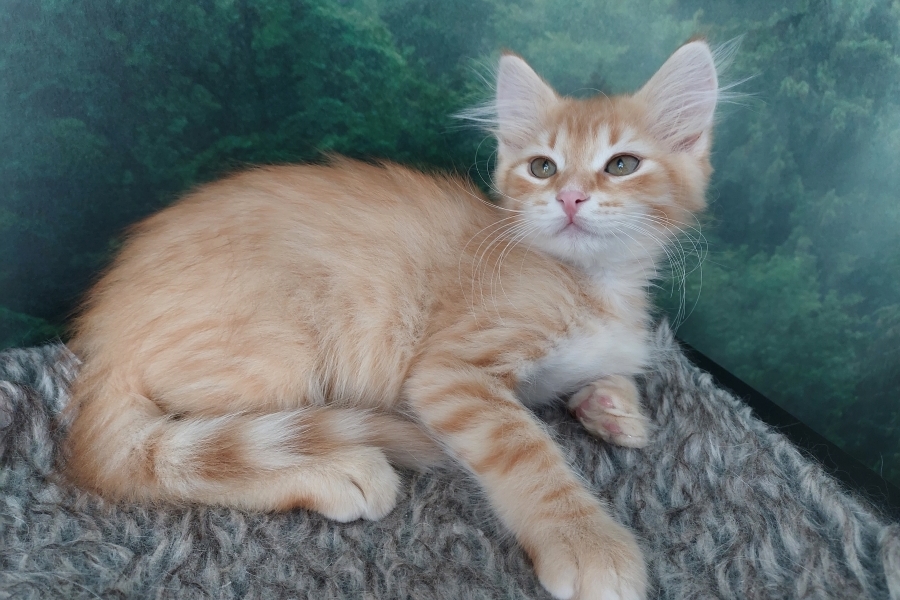 ORANGE SAFARI Pure Posh*PL