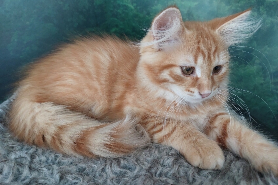 ORANGE SUMMIT Pure Posh*PL