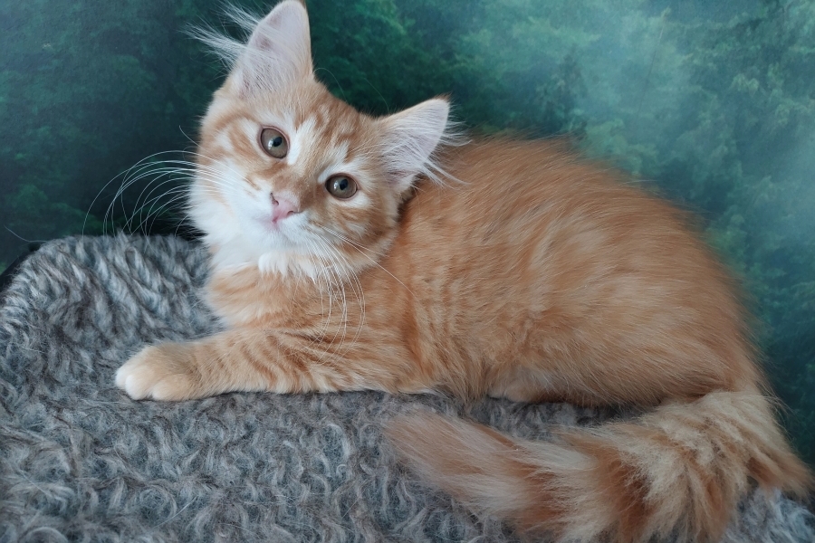 ORANGE SUMMIT Pure Posh*PL