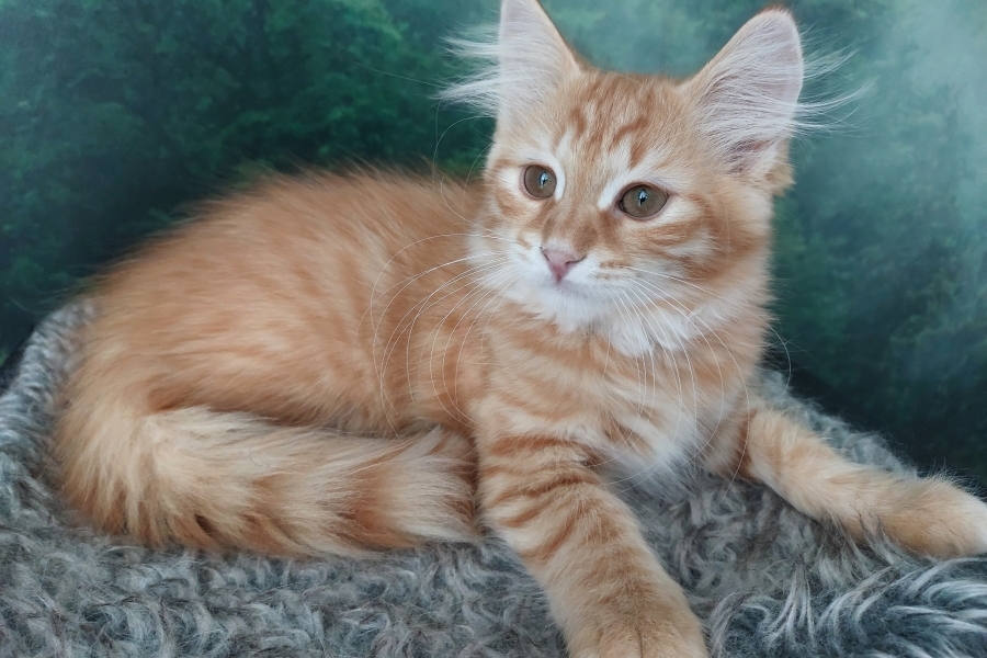 ORANGE SUMMIT Pure Posh*PL