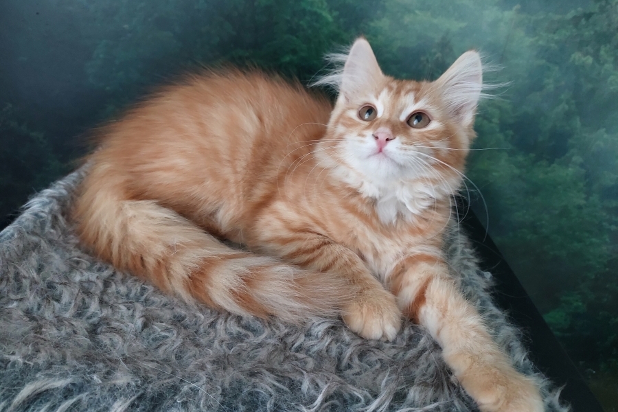 ORANGE SUMMIT Pure Posh*PL