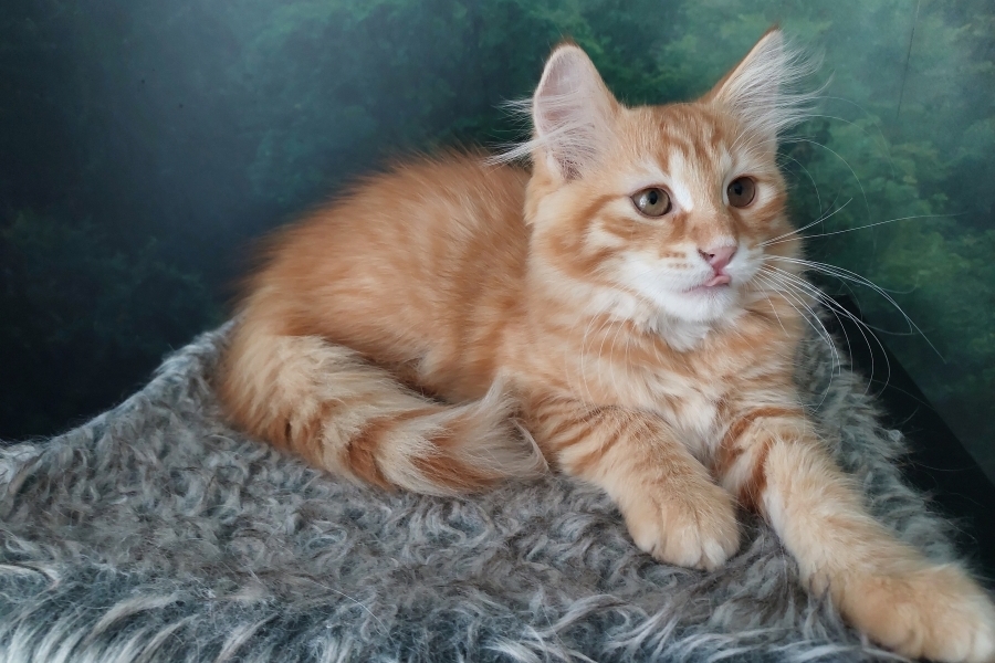 ORANGE SUMMIT Pure Posh*PL