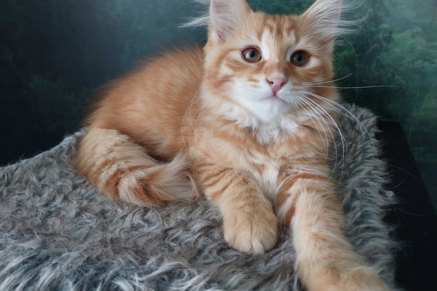 ORANGE SUMMIT Pure Posh*PL