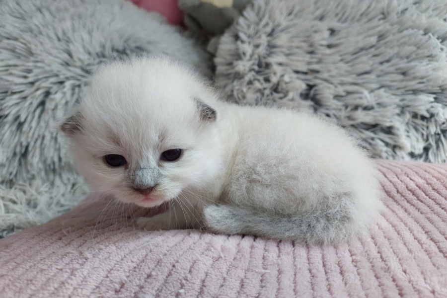 QUEEN ROSE Pure Posh*PL