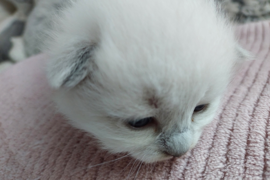 QUEEN ROSE Pure Posh*PL