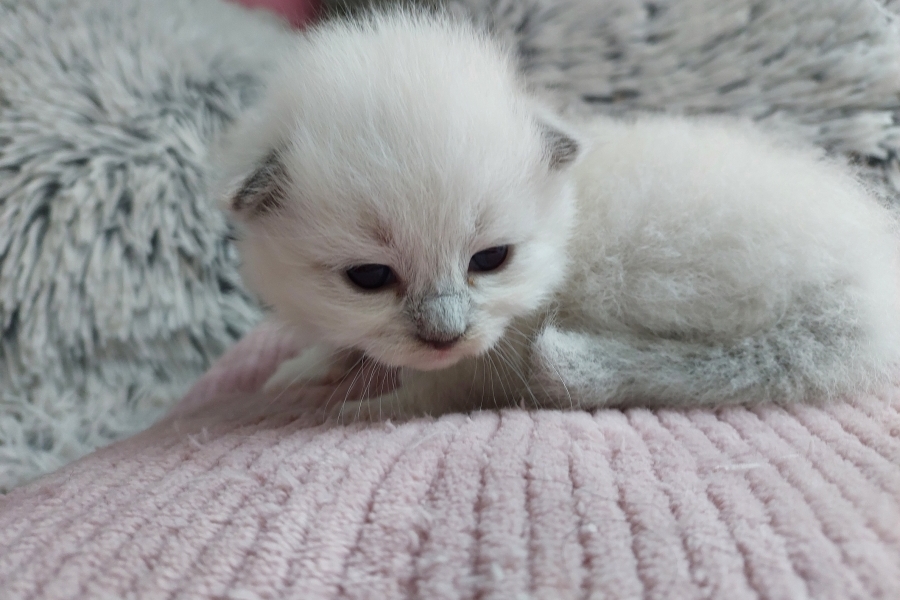 QUEEN ROSE Pure Posh*PL