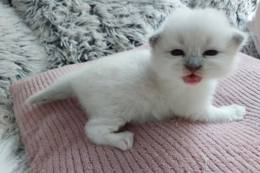 QUEEN ROSE Pure Posh*PL