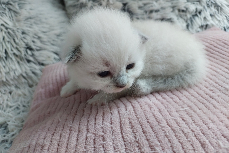 QUEEN ROSE Pure Posh*PL