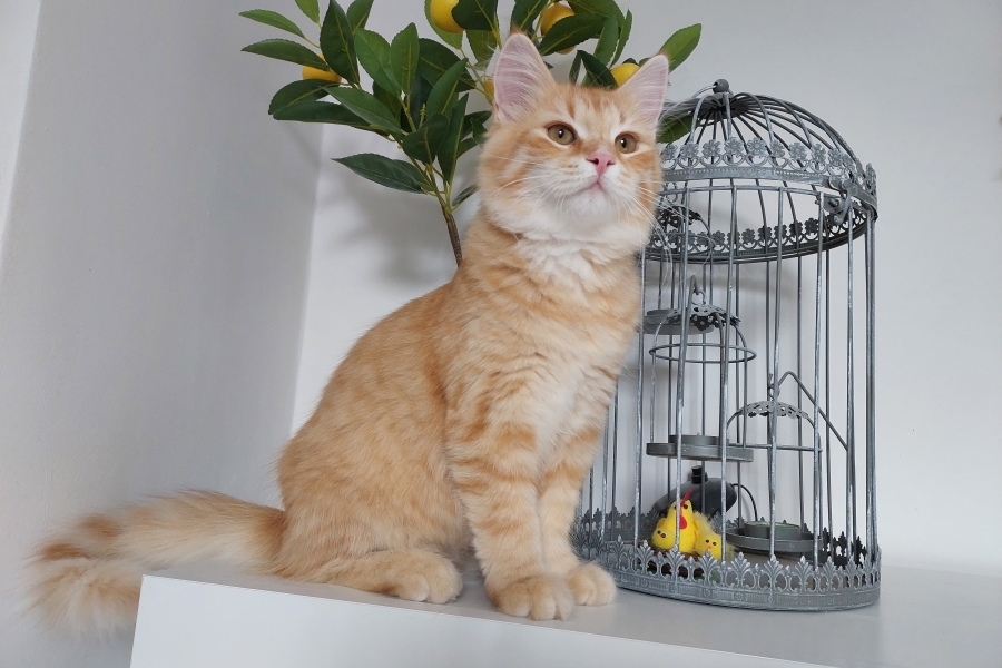 ORANGE SAFARI Pure Posh*PL