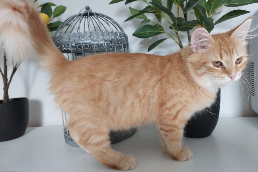 ORANGE SAFARI Pure Posh*PL