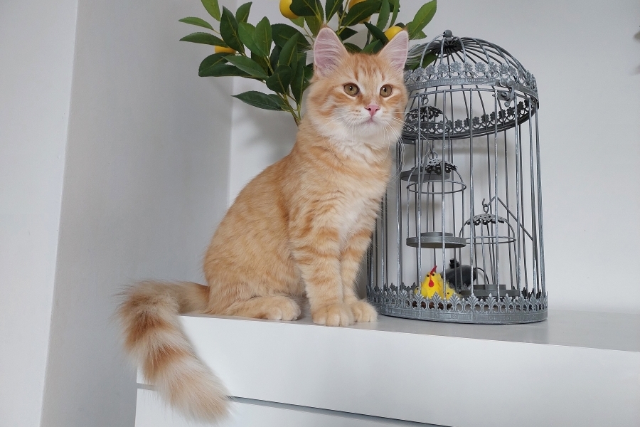 ORANGE SAFARI Pure Posh*PL