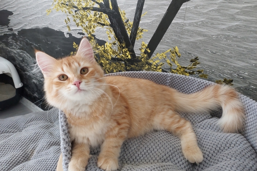 ORANGE SAFARI Pure Posh*PL