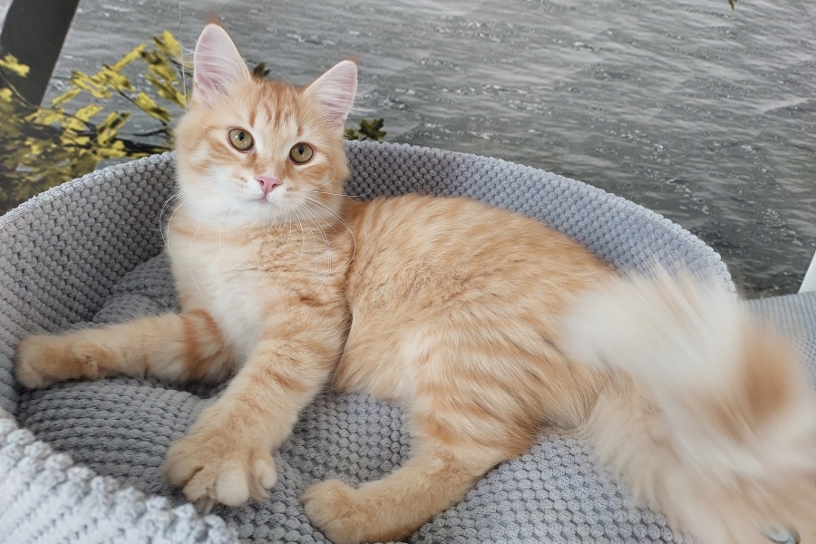 ORANGE SAFARI Pure Posh*PL