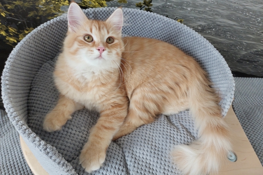 ORANGE SAFARI Pure Posh*PL