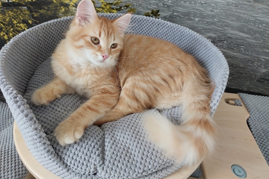 ORANGE SAFARI Pure Posh*PL