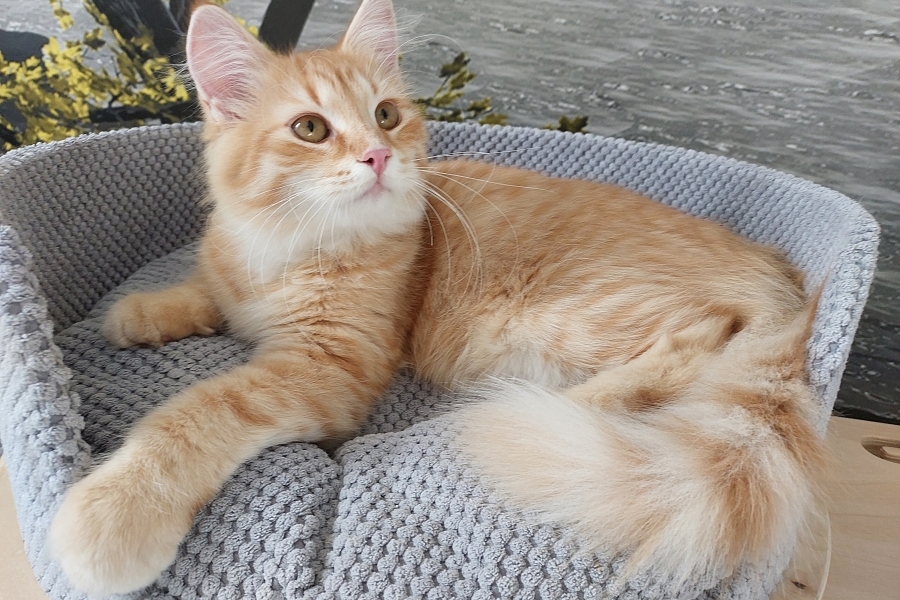 ORANGE SAFARI Pure Posh*PL