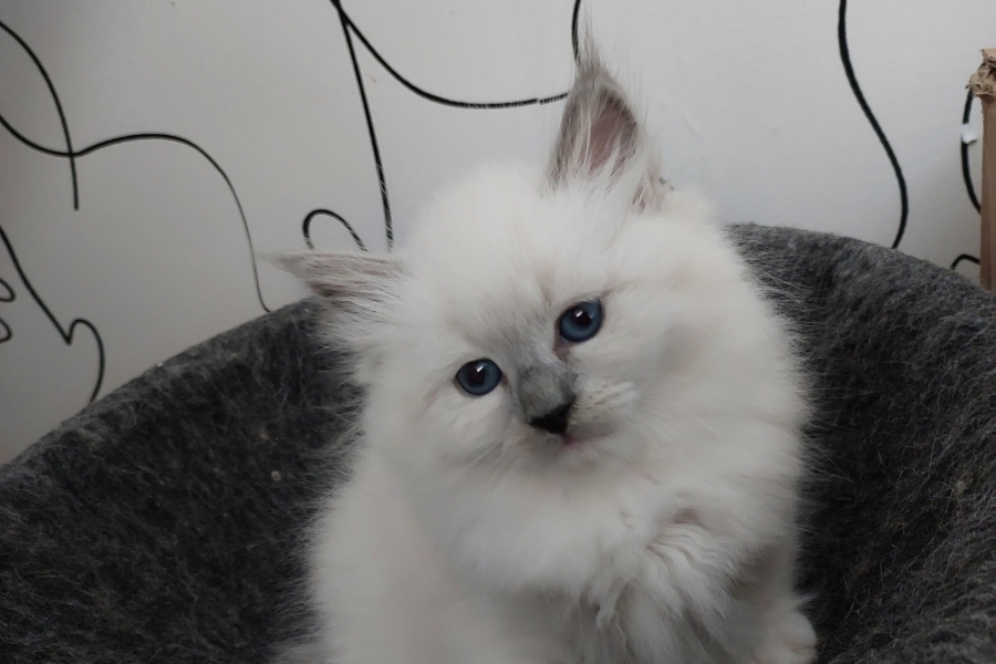 QUEEN ROSE Pure Posh*PL