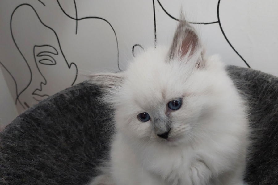 QUEEN ROSE Pure Posh*PL