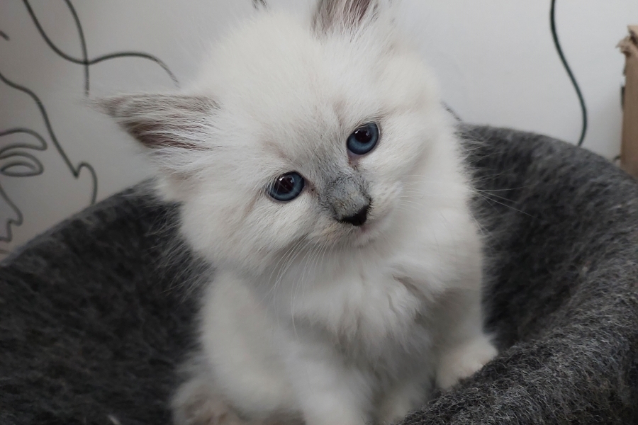 QUEEN ROSE Pure Posh*PL